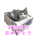 猫のオビ（個別スタンプ：38）