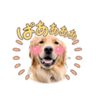 Roiスタンプ4【ゴールデンレトリバー】（個別スタンプ：1）