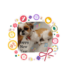 シーズーのとらちゃん（個別スタンプ：37）