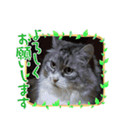 レオリキ（個別スタンプ：11）