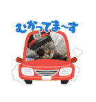レオリキ（個別スタンプ：14）