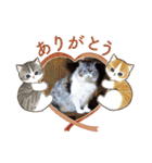 レオリキ（個別スタンプ：17）