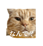 ねこもふファミリー（個別スタンプ：1）