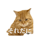 ねこもふファミリー（個別スタンプ：2）