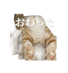 ねこもふファミリー（個別スタンプ：3）