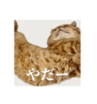 ねこもふファミリー（個別スタンプ：4）