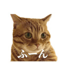 ねこもふファミリー（個別スタンプ：5）