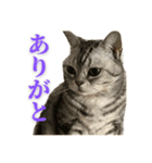 ねこもふファミリー（個別スタンプ：7）