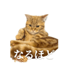 ねこもふファミリー（個別スタンプ：8）