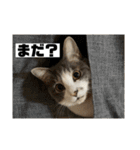 ちくわ大臣4〜新しいお友達もいるよ〜〜（個別スタンプ：4）