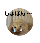 モモんずスタンプ（個別スタンプ：15）