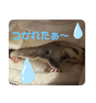 モモんずスタンプ（個別スタンプ：22）