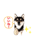豆柴てつこのスタンプ4（個別スタンプ：2）