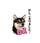 豆柴てつこのスタンプ4（個別スタンプ：6）
