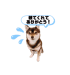 豆柴てつこのスタンプ4（個別スタンプ：11）