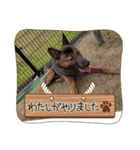 家のわんにゃん（個別スタンプ：4）