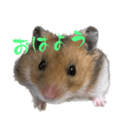 北の山に住むてんちゃん（個別スタンプ：2）