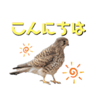 チョウゲンボウと鳥さんたち（個別スタンプ：4）