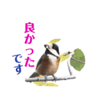 チョウゲンボウと鳥さんたち（個別スタンプ：27）