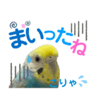 麦ちゃんと時々仲間たち♪2（個別スタンプ：3）