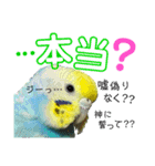 麦ちゃんと時々仲間たち♪2（個別スタンプ：7）