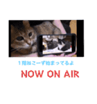 切り抜き＆合成面白ねこーずスタンプ（個別スタンプ：1）