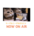 切り抜き＆合成面白ねこーずスタンプ（個別スタンプ：3）