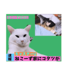 切り抜き＆合成面白ねこーずスタンプ（個別スタンプ：5）
