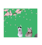 切り抜き＆合成面白ねこーずスタンプ（個別スタンプ：10）