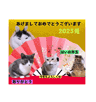 切り抜き＆合成面白ねこーずスタンプ（個別スタンプ：15）
