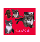 切り抜き＆合成面白ねこーずスタンプ（個別スタンプ：16）