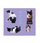 切り抜き＆合成面白ねこーずスタンプ（個別スタンプ：17）