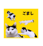 切り抜き＆合成面白ねこーずスタンプ（個別スタンプ：18）