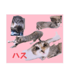 切り抜き＆合成面白ねこーずスタンプ（個別スタンプ：19）