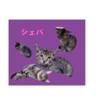 切り抜き＆合成面白ねこーずスタンプ（個別スタンプ：20）