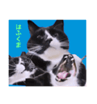 切り抜き＆合成面白ねこーずスタンプ（個別スタンプ：21）