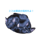 切り抜き＆合成面白ねこーずスタンプ（個別スタンプ：23）