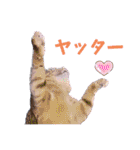 切り抜き＆合成面白ねこーずスタンプ（個別スタンプ：25）