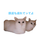 切り抜き＆合成面白ねこーずスタンプ（個別スタンプ：27）