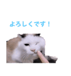 切り抜き＆合成面白ねこーずスタンプ（個別スタンプ：29）