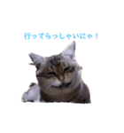 切り抜き＆合成面白ねこーずスタンプ（個別スタンプ：30）