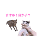 切り抜き＆合成面白ねこーずスタンプ（個別スタンプ：33）