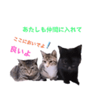 切り抜き＆合成面白ねこーずスタンプ（個別スタンプ：35）