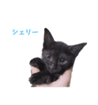 切り抜き＆合成面白ねこーずスタンプ（個別スタンプ：38）