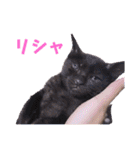 切り抜き＆合成面白ねこーずスタンプ（個別スタンプ：39）
