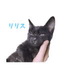 切り抜き＆合成面白ねこーずスタンプ（個別スタンプ：40）