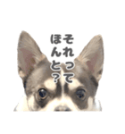 とんすけくんスタンプれべるに（個別スタンプ：2）