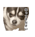 とんすけくんスタンプれべるに（個別スタンプ：4）