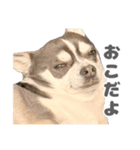 とんすけくんスタンプれべるに（個別スタンプ：7）