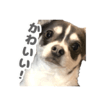 とんすけくんスタンプれべるに（個別スタンプ：12）